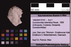 Foto (Objekt + Etiketten) von Goniodromites bidentatus (Reuss, 1859) (NHMW-GEO-1990-0041-0181)